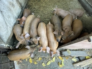  Purcei Duroc   mâncăcioși și jucăuși!  - imagine 4