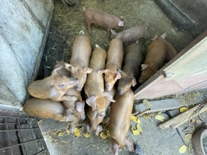  Purcei Duroc   mâncăcioși și jucăuși!  - imagine 5