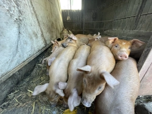  Purcei Duroc   mâncăcioși și jucăuși!  - imagine 3