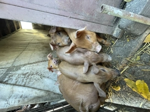  Purcei Duroc   mâncăcioși și jucăuși!  - imagine 2