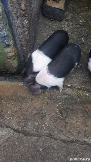 Matcă de Porci BAZNA