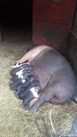 Matcă de Porci BAZNA - imagine 4