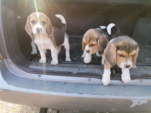 Pui Beagle Tricolor