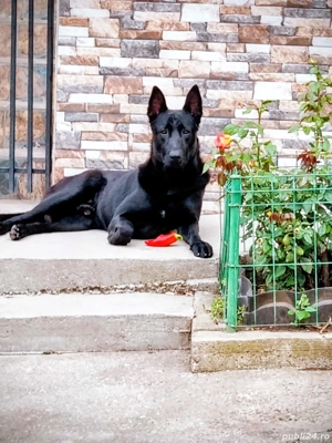 Ciobanesc belgian malinois 
