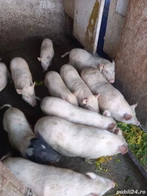 Porci din rasa vietnamez