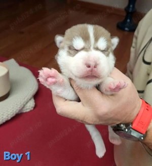 Husky Siberian cu pedigree  - imagine 2