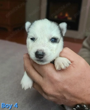Husky Siberian cu pedigree  - imagine 6