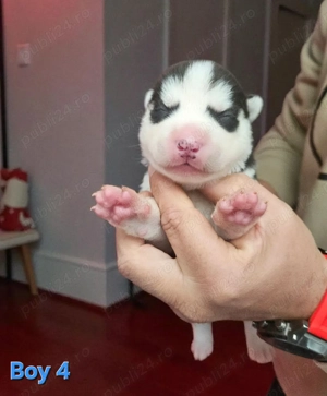 Husky Siberian cu pedigree  - imagine 5