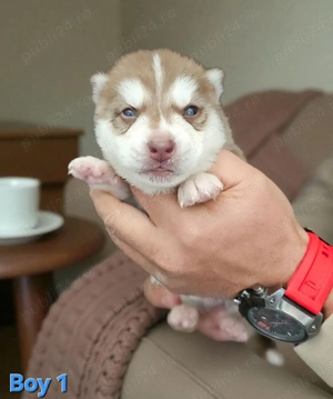 Husky Siberian cu pedigree  - imagine 4