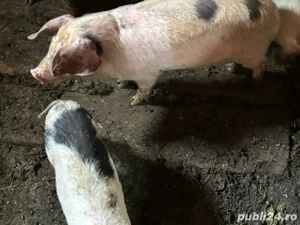 vand purcei - imagine 3