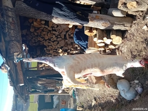 De vanzare berbecuți  - imagine 2