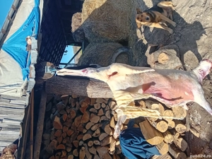 De vanzare berbecuți 