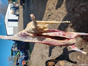 De vanzare berbecuți  - imagine 3