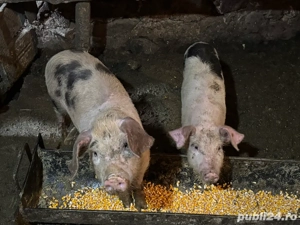 vand purcei - imagine 2