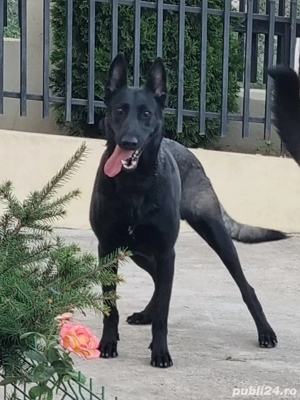 Femelă Ciobănesc Belgian Malinois  