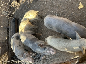 De vânzare purcei mangaliță și pietrain  - imagine 2 De vânzare purcei mangaliță și pietrain  - imagine 2