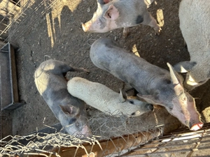 De vânzare purcei mangaliță și pietrain  - imagine 3 De vânzare purcei mangaliță și pietrain  - imagine 3