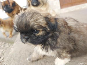 Fete si baieti, parinti se pot vedea în poze