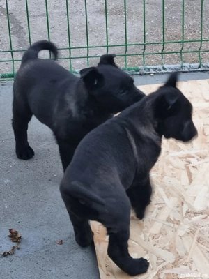 Cătei ciobanesc belgian malinois