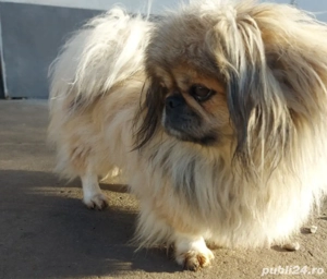 Fetița si băiat , cadoul perfect , părinții se pot vedea în poze - imagine 4