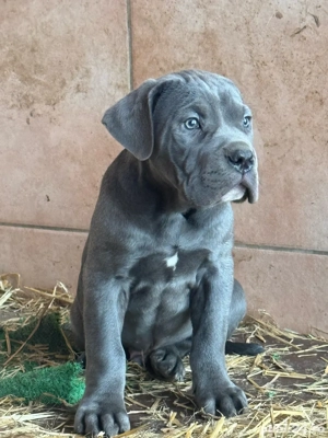 puiuti cane corso 