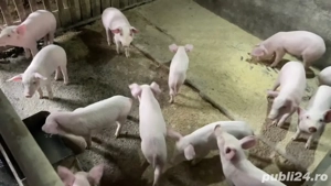 Purcei rasa Marele alb - imagine 2 Purcei rasa Marele alb - imagine 2