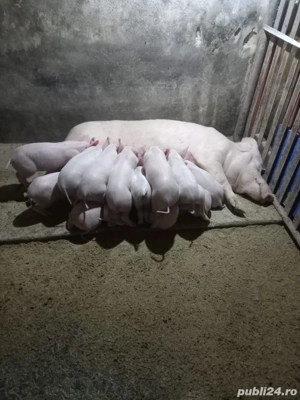 Purcei rasa Marele alb - imagine 4 Purcei rasa Marele alb - imagine 4
