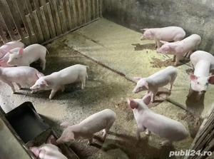 Purcei rasa Marele alb - imagine 3 Purcei rasa Marele alb - imagine 3