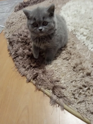 British shorthair blue  - imagine 2