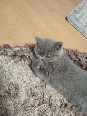 British shorthair blue  - imagine 4