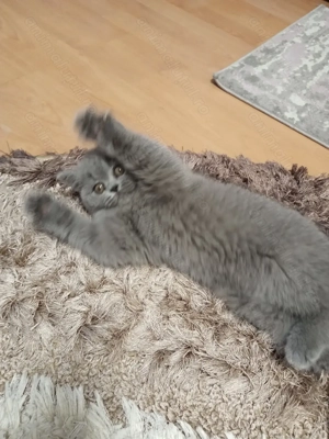 British shorthair blue  - imagine 5