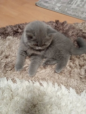 British shorthair blue  - imagine 3
