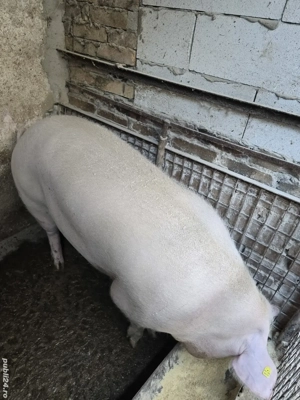 Porci de vanzare  - imagine 2