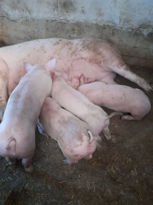 Vand purcei  - imagine 2 Vand purcei  - imagine 2