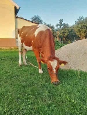 Schimb vaca tânără cu oi. - imagine 2 Schimb vaca tânără cu oi. - imagine 2