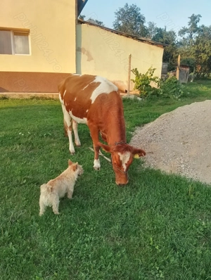 Schimb vaca tânără cu oi. - imagine 3 Schimb vaca tânără cu oi. - imagine 3