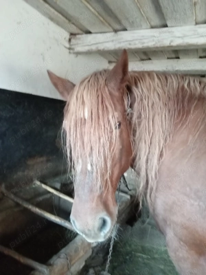 Vând iapă blândă și frumoasă 