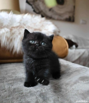 British Shorthair Black 