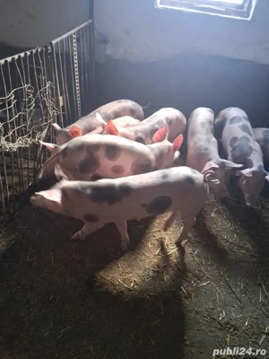 Vand purcei pietran - imagine 3 Vand purcei pietran - imagine 3