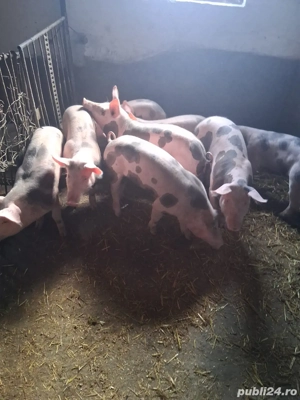 Vand purcei pietran - imagine 2 Vand purcei pietran - imagine 2