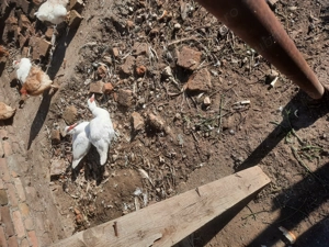 Vand rate  - imagine 2