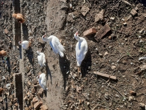 Vand rate  - imagine 3