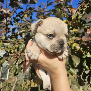 Bulldog Francez