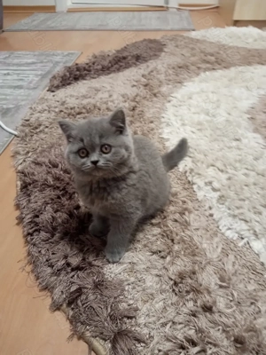 British shorthair blue  - imagine 2