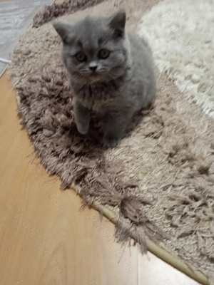 British shorthair blue 