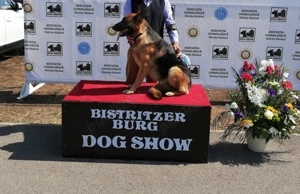 Pui Ciobănesc German cu PEDIGREE, linie de show