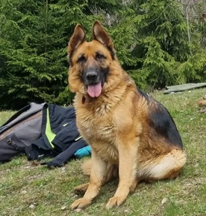 Pui Ciobănesc German cu PEDIGREE, linie de show - imagine 3