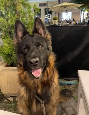 Pui Ciobănesc German cu PEDIGREE, linie de show - imagine 2