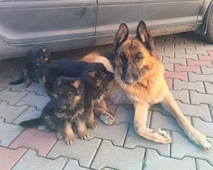 Pui Ciobănesc German cu PEDIGREE, linie de show - imagine 5