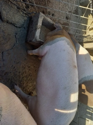 porci grasi  - imagine 2 porci grasi  - imagine 2